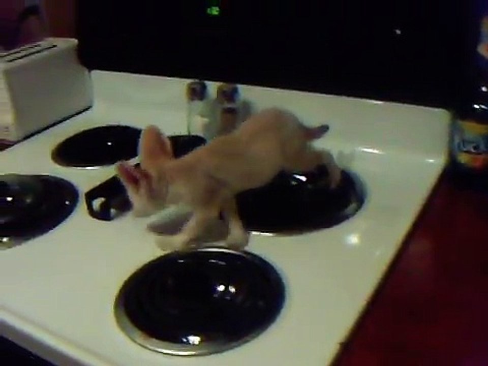 Baby Fennec Fox Barks