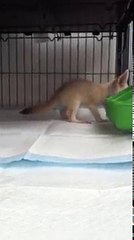 Baby Fennec Fox Exploring The New Home