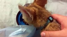 Pet Kit Fox Munches & Chills