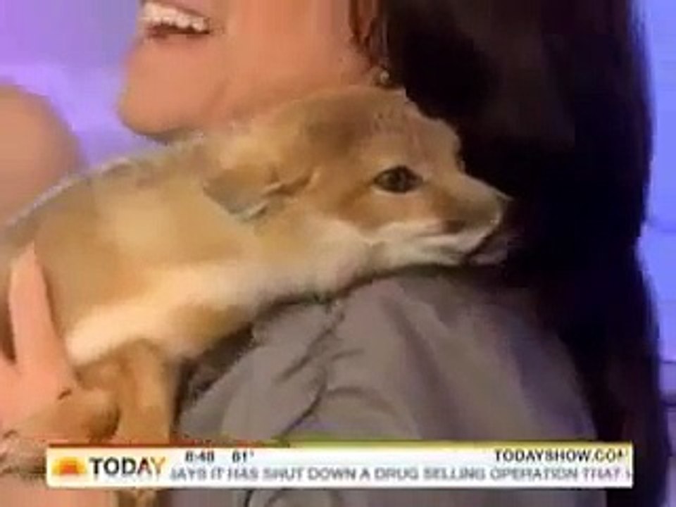 Swift Fox Today Show FAIL