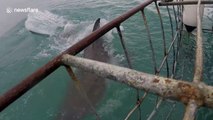 Great white shark breaches with jaws wide open