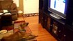 Quand ton chien regardes plus la TV que toi... Compilation