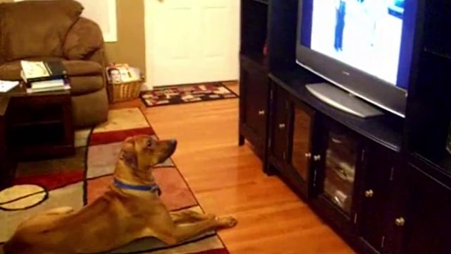 Quand ton chien regardes plus la TV que toi... Compilation