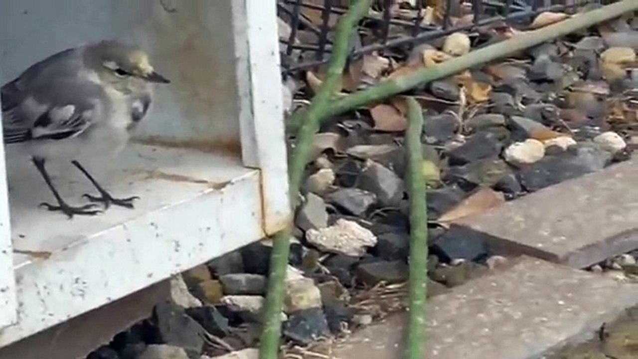 麻田義貴のカワイイ生き物 (8)