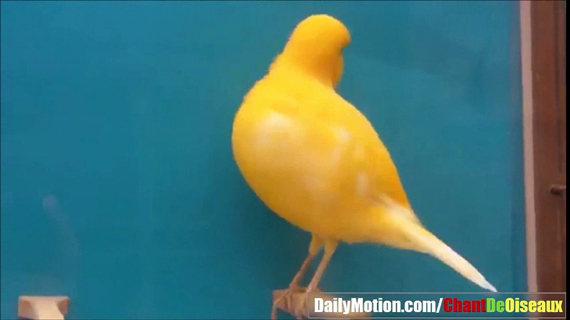 Chant De Male Canari En Chaleur Hot Canary Singing