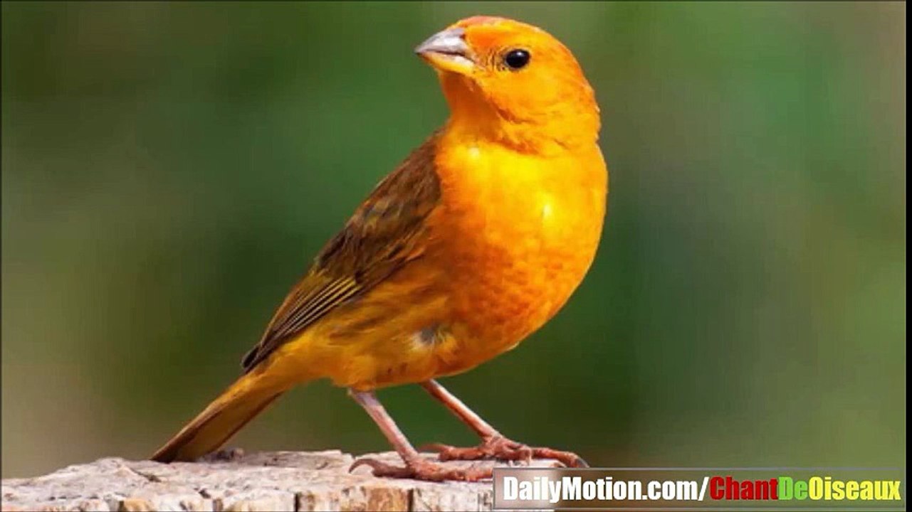 Spanish Canary Singing - تغريد الكناري الإسباني