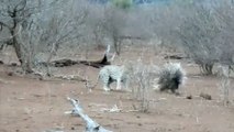 Un léopard fait l'erreur d'attaquer un porc-épic