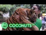 Yangon Zoo's little tiger and her keeper | Coconuts TV