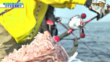 アジ爆釣・神奈川県三浦半島剣崎沖　コマセ五目釣り