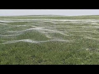 Massive Field of Cobwebs in Flooded New Zealand Town