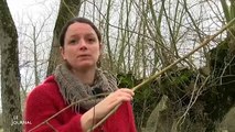 La chalarose menace le Marais Poitevin - Vendée-3nrGsPATyuc