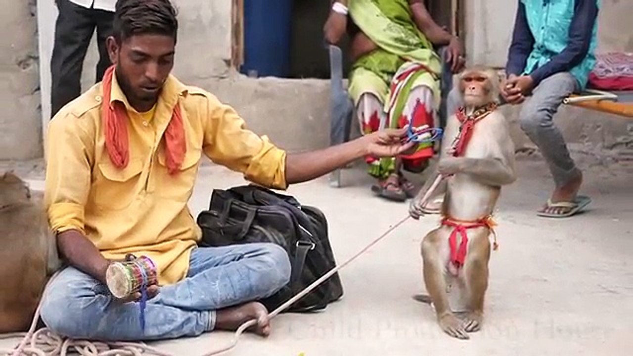 Funniest Monkey Drama in India.Comedy Bandar ka khel.कॉमेडी बन्दर का खेल,मदारी.Madaari tamasha funny