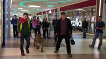 Domador de circo pasea con un tigre por centro comercial