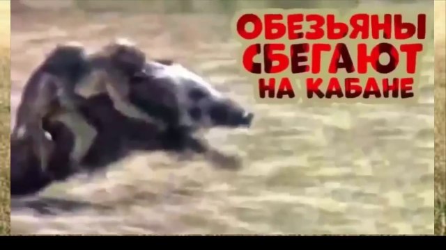 Hunting Tribes animals! Primitive hunters