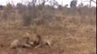 lions kills lion wild animals fight to the death most amazing video#55