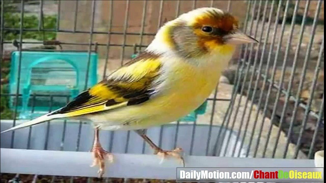 Canari Chant de oiseaux Exotiques dans la Nature