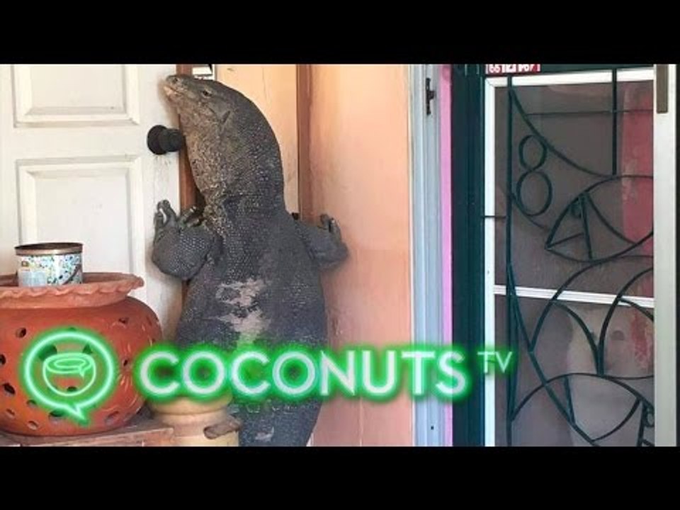 Huge monitor lizard pays unwanted visit to family in Thailand | Coconuts TV