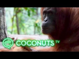 Sumatra’s orphaned orangutans find a new life in the wild | Coconuts TV