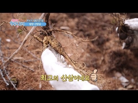 함양산에서 끝없이 발견되는 산삼! [행복한 저녁] 2회 20170411