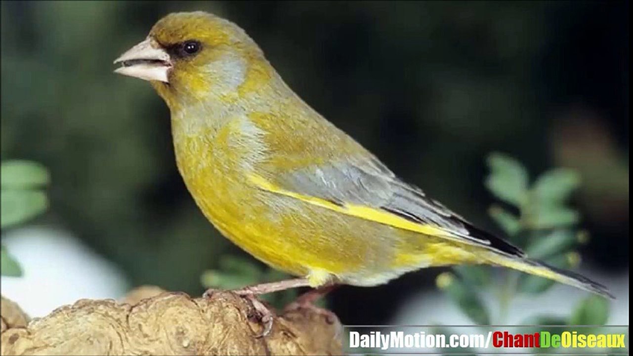 Amazing Verderon Singing in Nature
