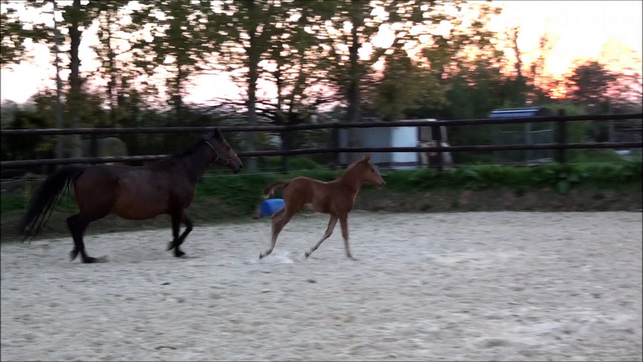 Hazel des Edènes 6.5 semaines