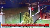 Topunu Almaya Çalışan Minik Eymen'e 6 Sokak Köpeği Saldırdı