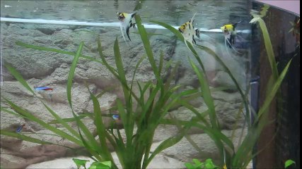 Scalaires
