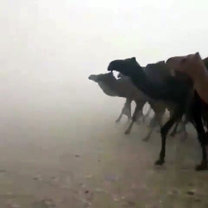 Camels in a Hailstorm in Ras Al Kheimah UAE