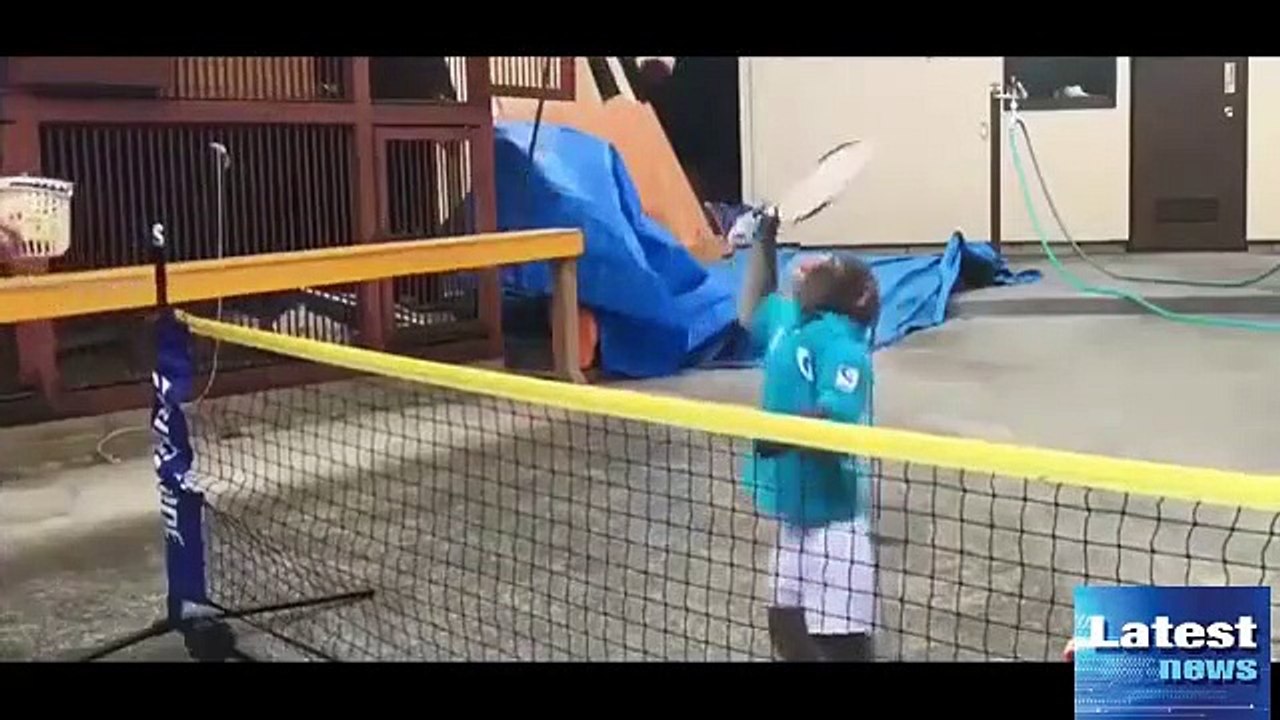 Un singe joue au tennis avec un humain !