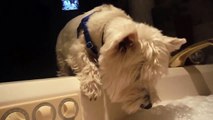 ¡Este perro quiere baño de espuma con su dueña!