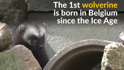 A Wolverine Is Born In Belgium Is Beating Climate-Change Odds