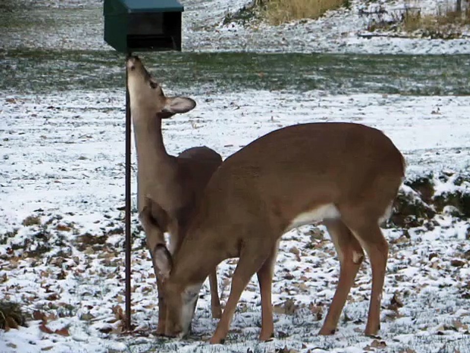 Zwei Rehe beim essen und beobachten