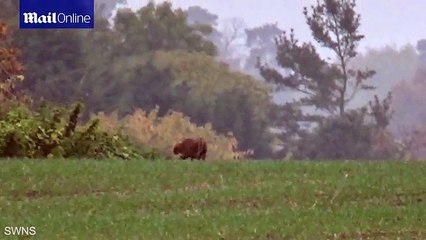 'Panther-like beast' spotted at Crowcombe Park Gate _2017