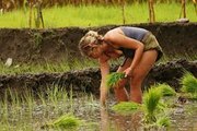 Rice Cultivation in Nepal