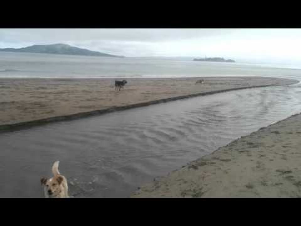 Boxer Scared of Water Gets Help From Loyal Pal