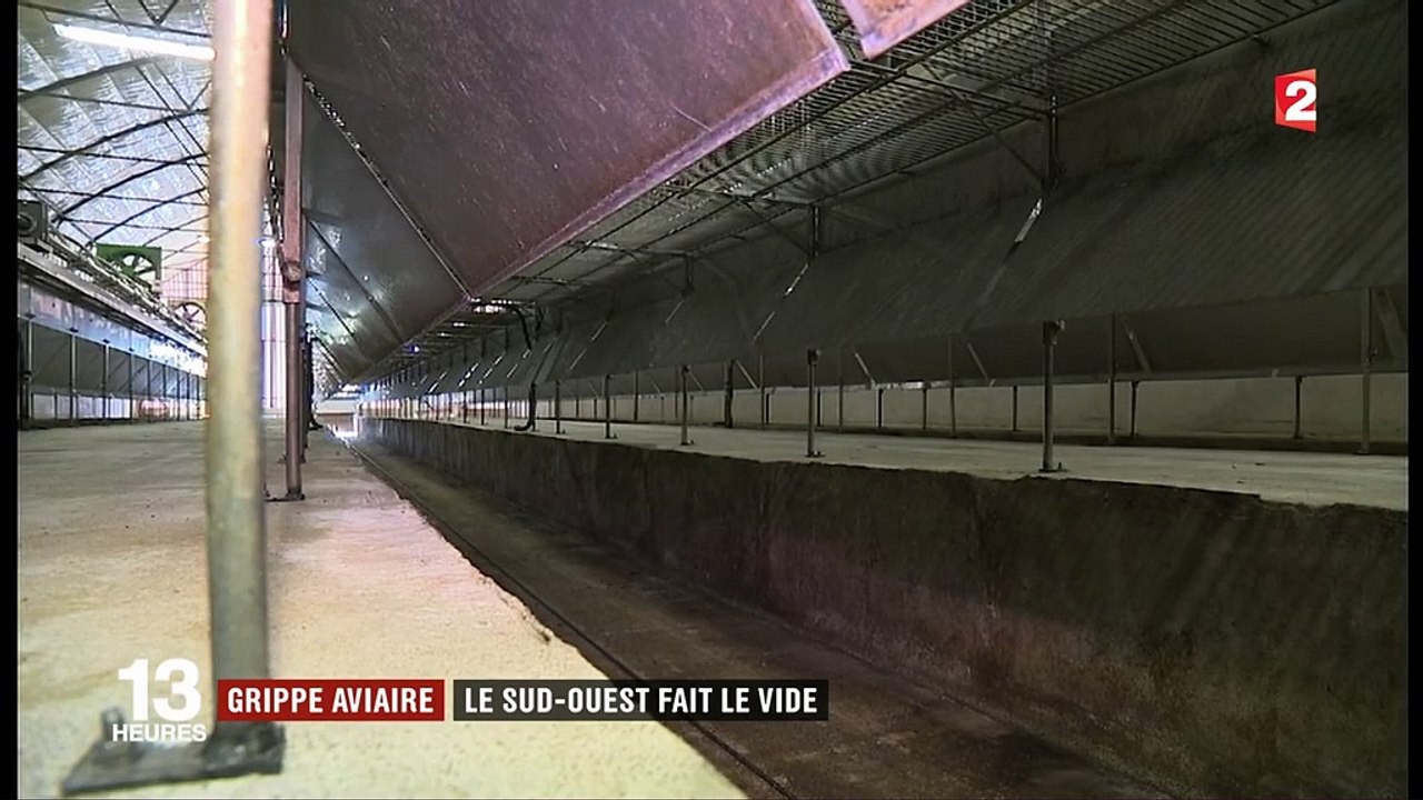 Grippe aviaire : le vide sanitaire imposé dans plus de 1 000 communes