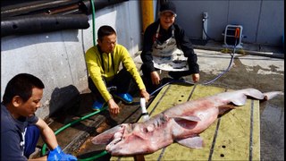 ミツクリザメ魚拓＆解体　写真スライドショー　Printing Goblin shark & Disection　Photos slide　show