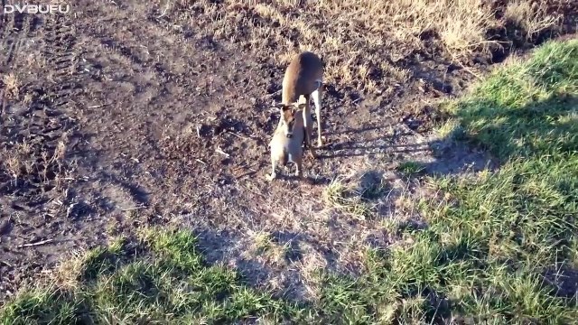 Animales chistosos y graciosos, videos de risa (animales, perros, gatos y demás)