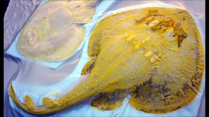 Fan Ray printing by Mineo Yamamoto