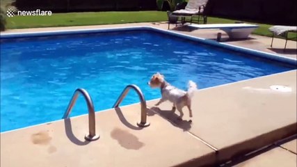 Cão entra em pânico e tenta salvar dono que se estava a "afogar"