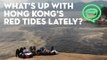 What's up with Hong Kong's red tides lately? | Coconuts TV