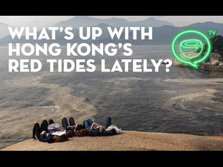 What's up with Hong Kong's red tides lately? | Coconuts TV