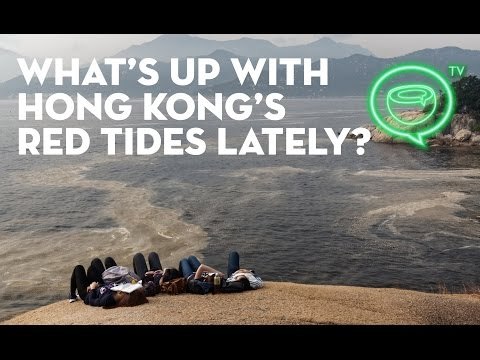 What's up with Hong Kong's red tides lately? | Coconuts TV