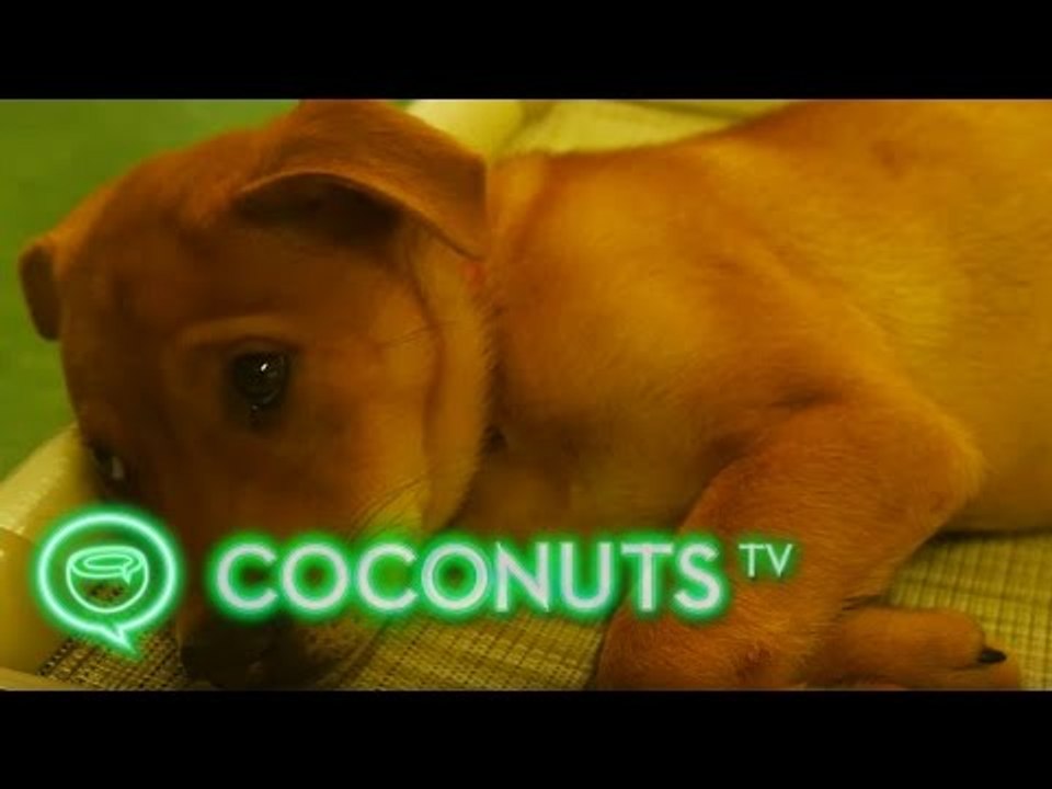 The Canine Killer: Who's poisoning Hong Kong's dogs? | Coconuts TV