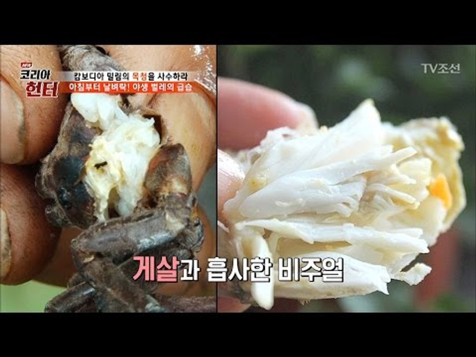 캄보디아의 인기 간식, 왕거미 구이?! [뉴 코리아 헌터] 46회 20170417