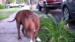 Mia's 1st Pit Bull Puppy Part 1!! (in HD)