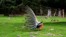Best beautiful peacock feather dancing in forest