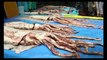 5 山本龍香と仲間たちがダイオウイカをカラー魚拓　Movie shows how to print a giant squid