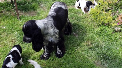 Chiots English Springer Spaniel