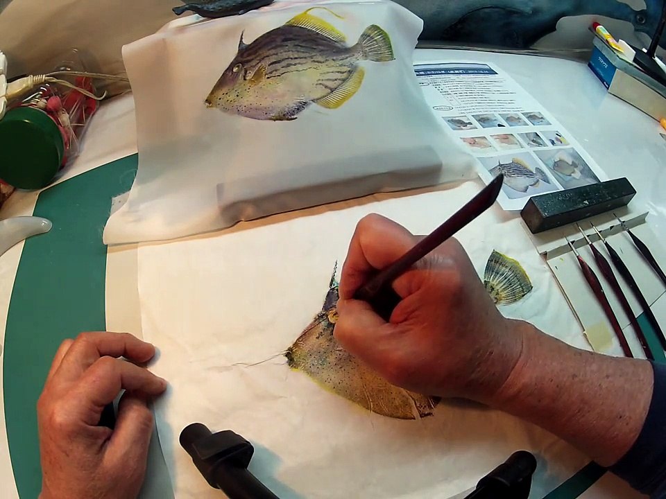 山本龍香指導：目の描き方　カワハギカラー魚拓の場合　Painting the eye of file fish print by Mineo Ryuka Yamamoto